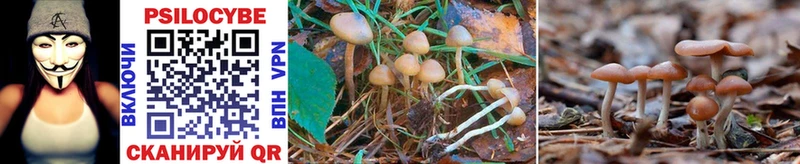 Псилоцибиновые грибы Cubensis  Валдай 
